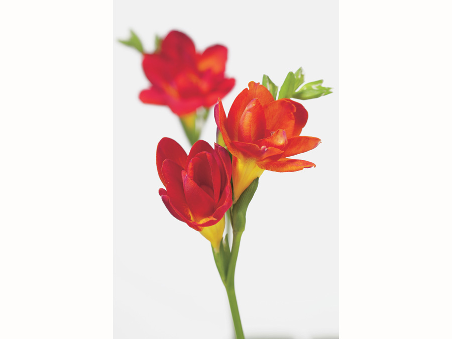 freesia2