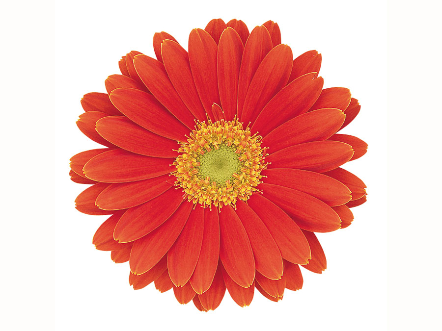 gerbera