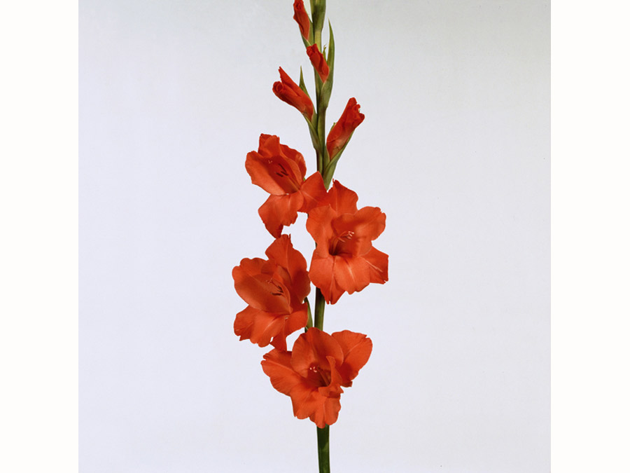 gladiolus