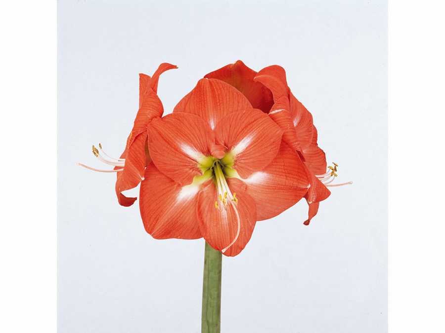 Hippeastrum