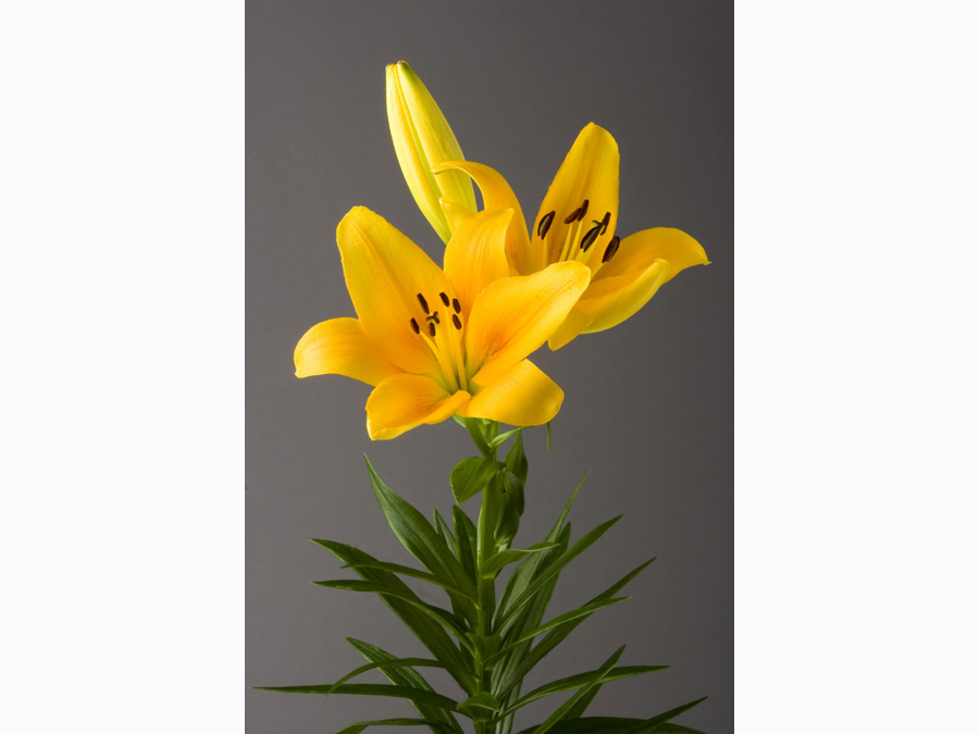 Lilium