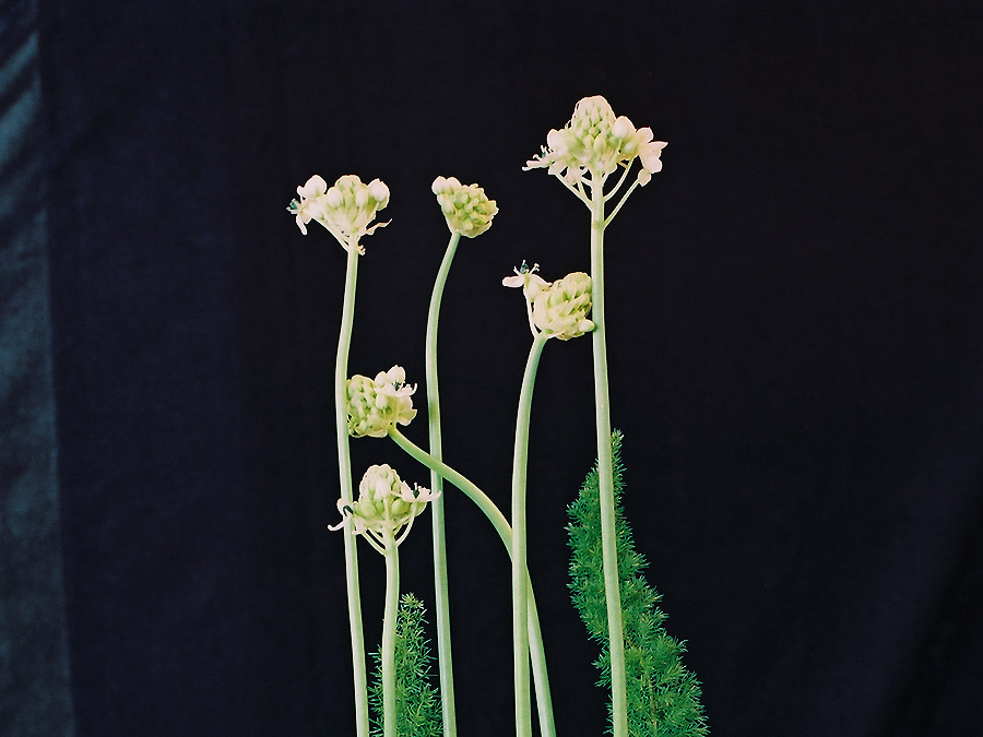 Ornithogalum