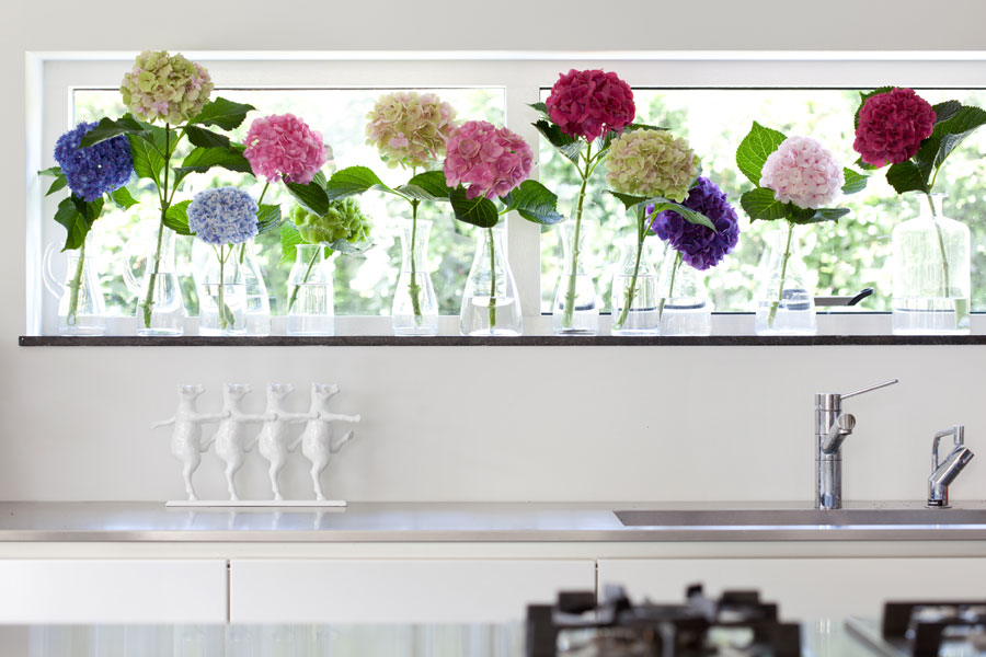 Hydrangea fiore del mese dal 15 agosto al 4 settembre