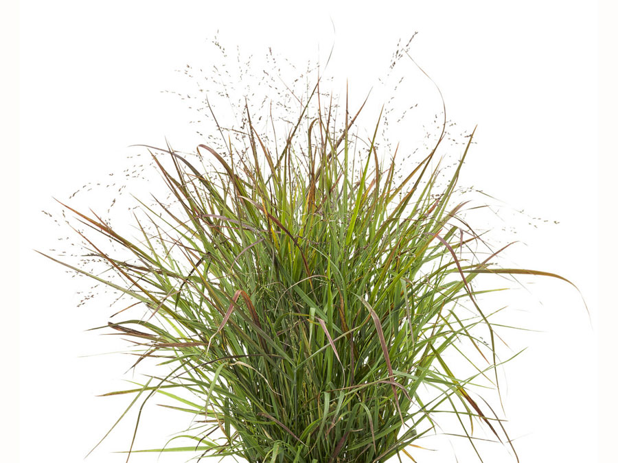 Panicum