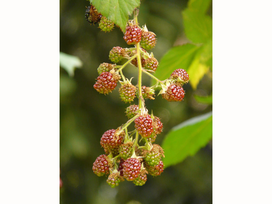 Rubus