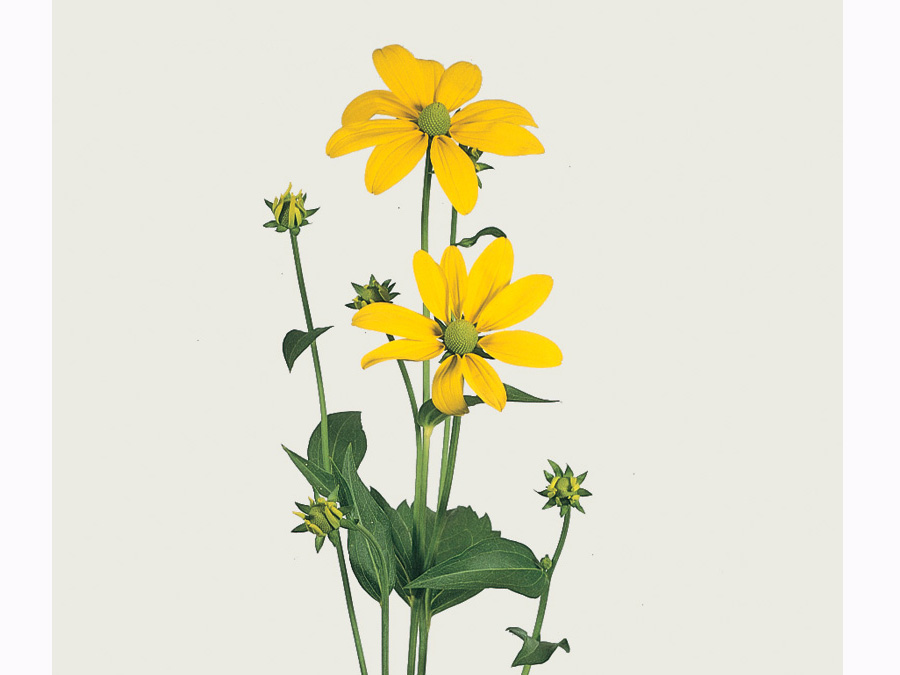 Rudbeckia