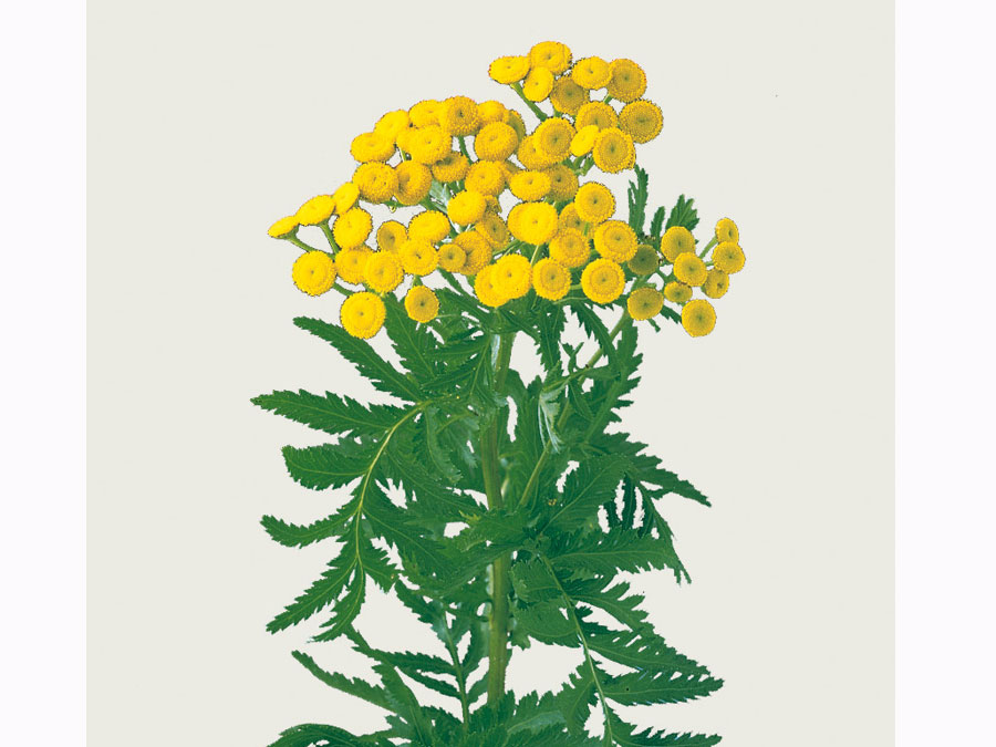 Tanacetum