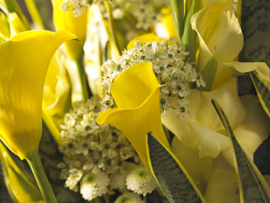 zantedeschia