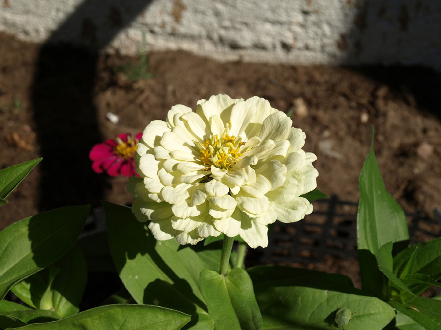 Zinnia