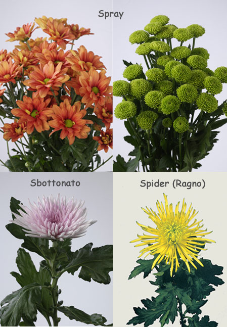 Crisantemo fiore del mese dal 26 settembre al 23 ottobre