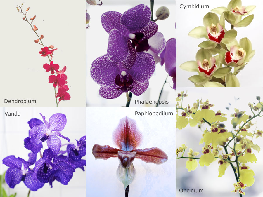 Orchidea fiore del mese dal 14 novembre al 4 dicembre