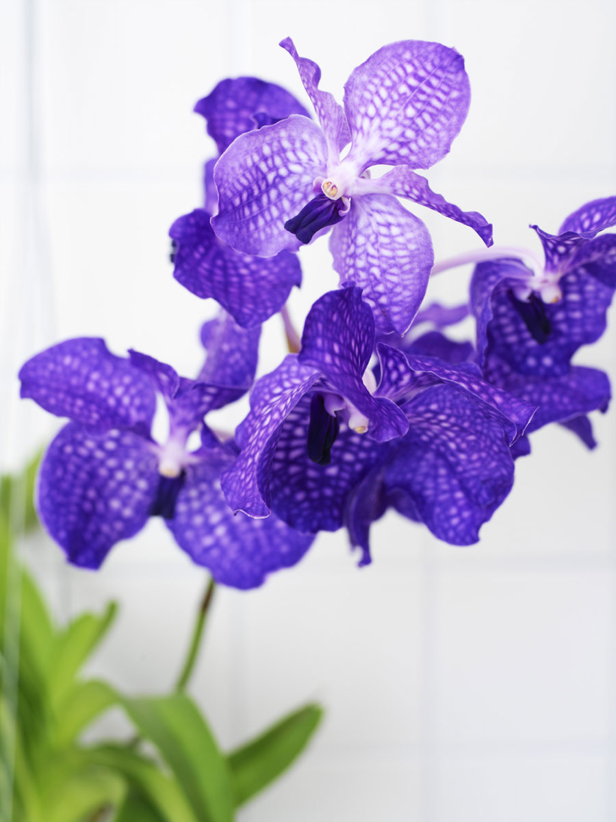 vanda