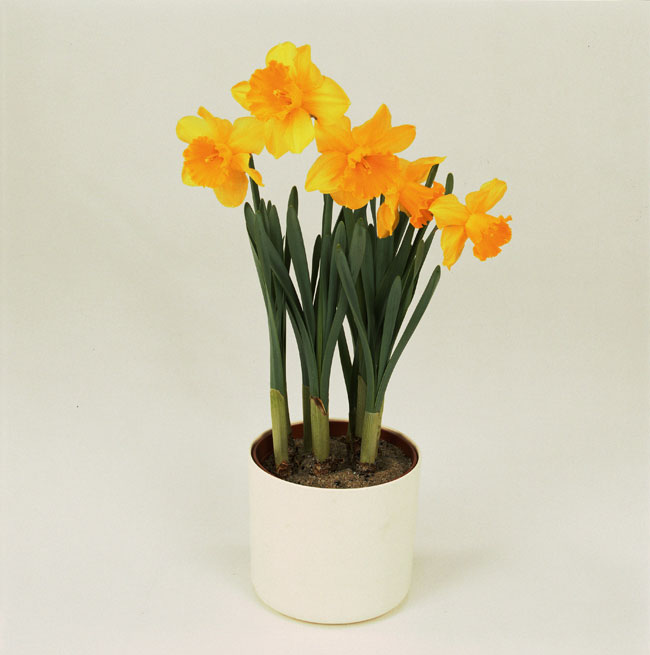 Narcissus