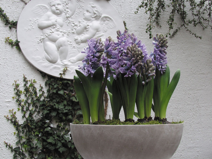 Inverno Colorato Con I Bulbi Da Fiore In Vaso Fiorista Serravalle Sesia Bornate Fiori Milano