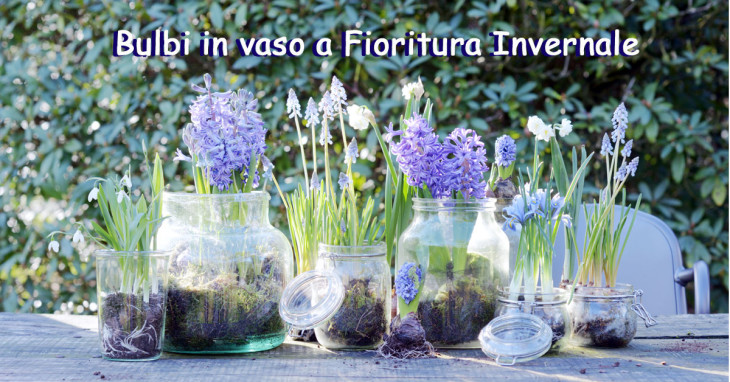 Bulbi in vaso pianta da giardino di Febbraio