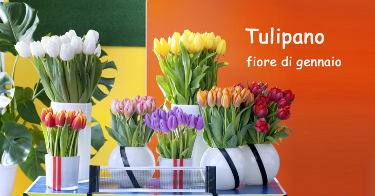 Tulipano fiore del mese di gennaio