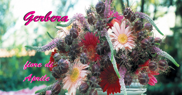 Gerbera fiore del mese di Aprile
