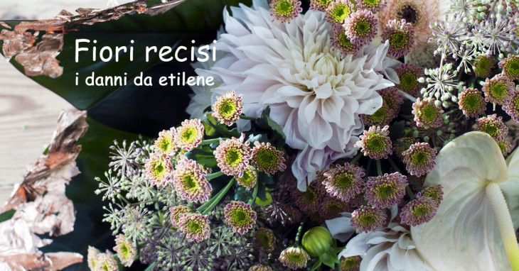 Prevenire i danni da etilene nei fiori recisi