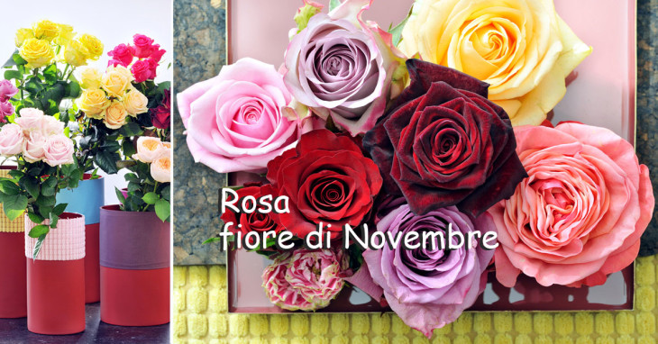 Rosa fiore del mese di Novembre