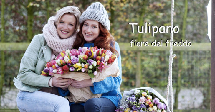 Tulipano fiore del freddo per il mese di Gennaio