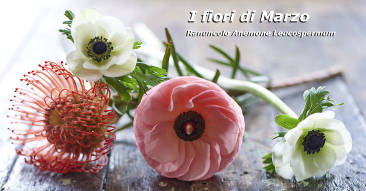 Fiori di Marzo Ranuncolo Anemone Leucospermum