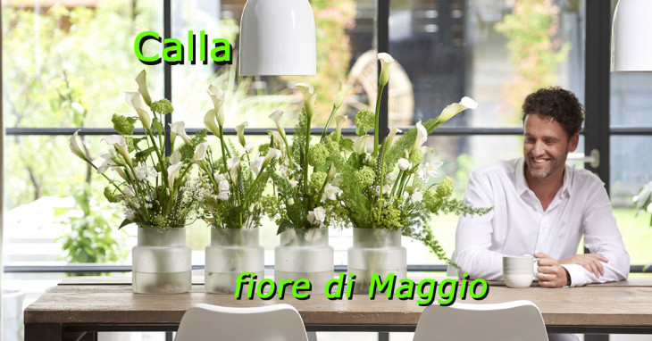 Calla fiore del mese di Maggio