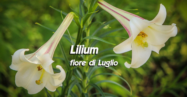 Lilium fiore del mese di Luglio