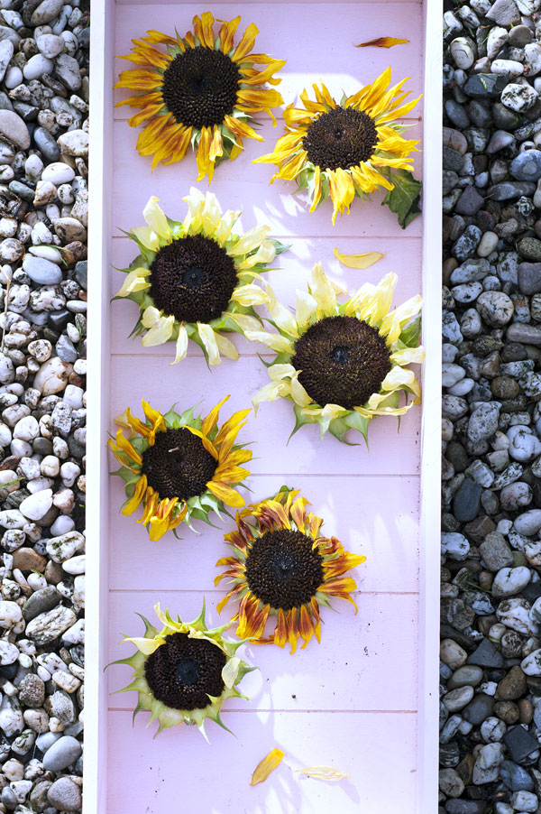 Sunflower flower for July