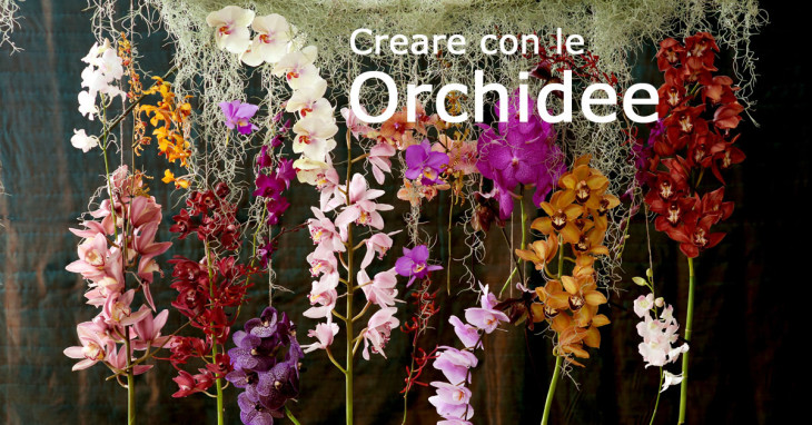 Orchidea fiore del mese dal 14 novembre al 4 dicembre