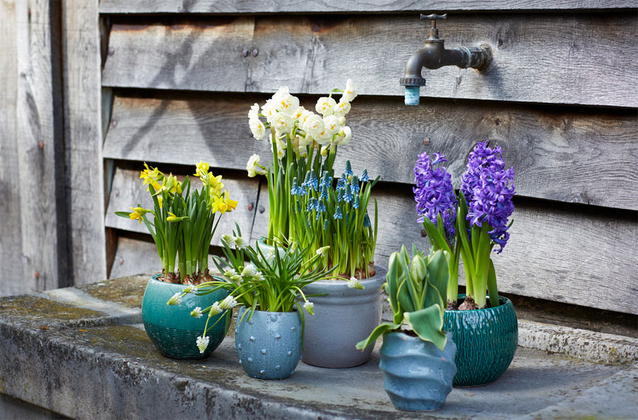 Potted bulbs garden plant for February