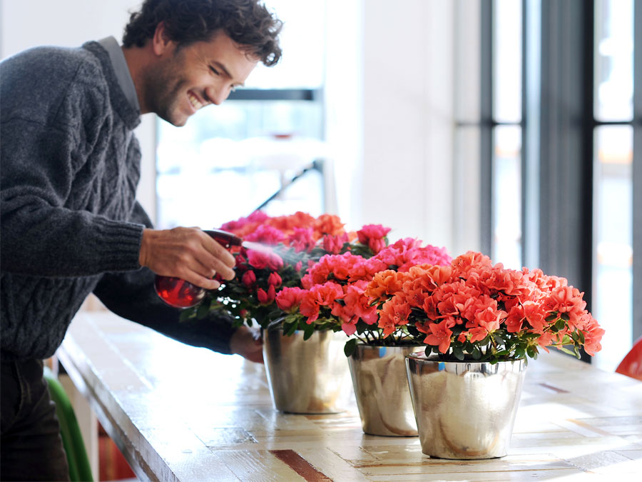 Come acquistare fiori recisi foglie e fogliami dal grossista